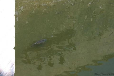 château Chenonceau (228)_resultat