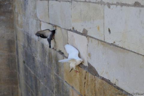 château Chenonceau (231)_resultat