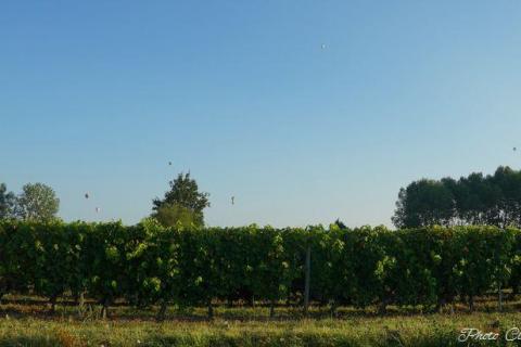 vols dim matin c  (175)