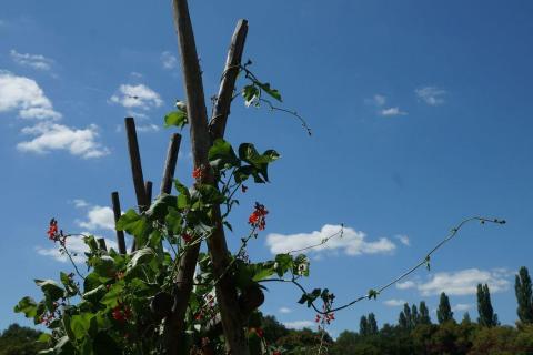 potager fleurs (14)_resultat
