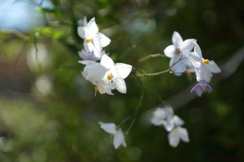 potager fleurs (32)_resultat