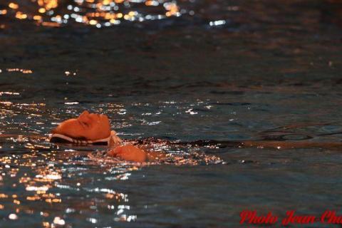 Water polo Angers Rennes JC c (191)